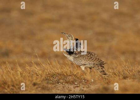 Houbara bustard are protected  with protected habitat on Lanzarote.  The population is stable but declining worldwide through hunting and habitat loss Stock Photo
