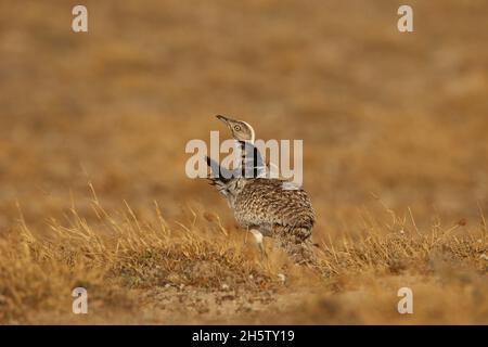 Houbara bustard are protected  with protected habitat on Lanzarote.  The population is stable but declining worldwide through hunting and habitat loss Stock Photo