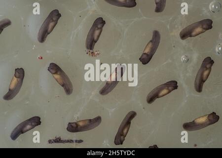 Frog eggs floating in a flooded section of forest, the development of the tadpoles is still at an early stage but they will soon hatch. Stock Photo