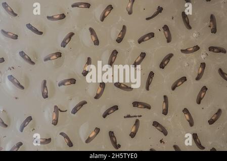 Frog eggs floating in a flooded section of forest, the development of the tadpoles is still at an early stage but they will soon hatch. Stock Photo