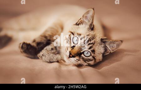 Cute tabby domestic Thai cat is lying on a soft bed and playing with a fluffy mouse toy on a sunny day.