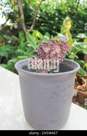 Euphorbia lactea ,Candelabra Cactus or Dragon Bones or False Cactus in the flowerpot Stock Photo