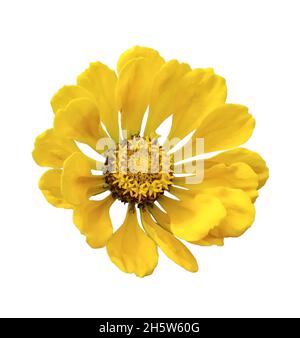 A decorative zinnia flower grows in the garden. Isolated bud on a white background Stock Photo