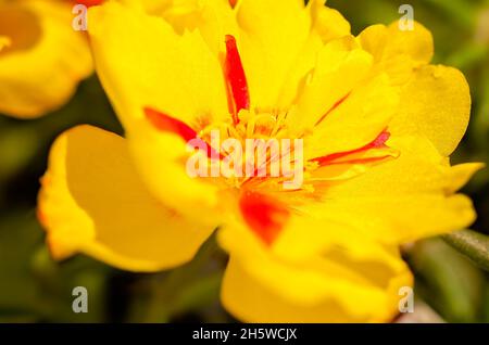 A yellow moss rose (Portulaca grandiflora) is pictured, May 15, 2016, in Coden, Alabama. The moss rose is a flowering succulent. Stock Photo
