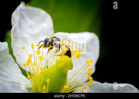 Bee on the white flower of jamaican cherry getting nectar and pollinate flower. Used selective focus. Stock Photo