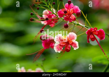 Beautiful multicolored Peacock flower also known as Pride of Barbados in the garden, which scientific name is Caesalpinia pulcherrima. Stock Photo