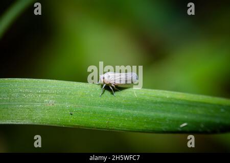 White backed plant hopper