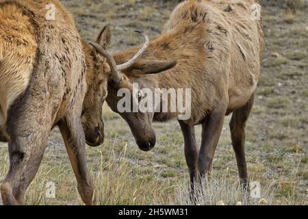 Combat sparring between two, young adult male elk with single point, spike antlers in Montana is preparation for serious battle as mature harem leader Stock Photo