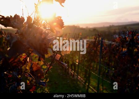 Walnut tree silhouettes the golden sunset over the vine fields in Rhineland-Palatinate Germany Stock Photo