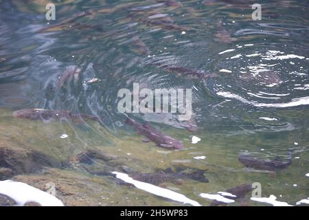 Fischschwarm im See, natue river with a lot of freshwater fishes, Fische im Piburger See, Tirol Stock Photo