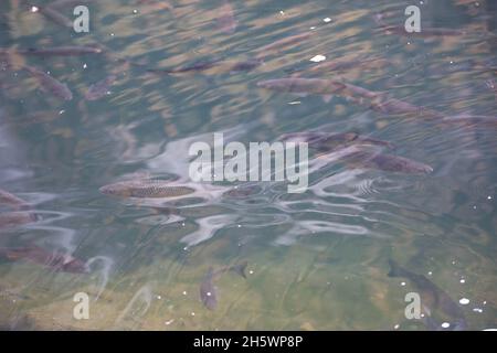 Fischschwarm im See, natue river with a lot of freshwater fishes, Fische im Piburger See, Tirol Stock Photo