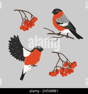 Bullfinches and rowan tree branches with red berries. Vector set Stock Vector