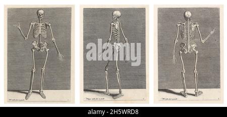 Historical line etched illustrations by Philips Galle, 1589, depicting a skeleton from front, back and side. Part of a thirteen -part series on the foundations of drawing.   A digitally optimised composite of 3 historical images. Stock Photo