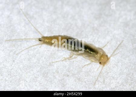 Common Silverfish Lepisma Saccharinum Stock Photo Alamy common-silverfish-lepisma-saccharinum-stock-photo-alamy