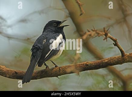 Oriental Magpie-robin (Copsychus saularis ceylonensis) adult male perched on branch in song Sri Lanka                 December Stock Photo