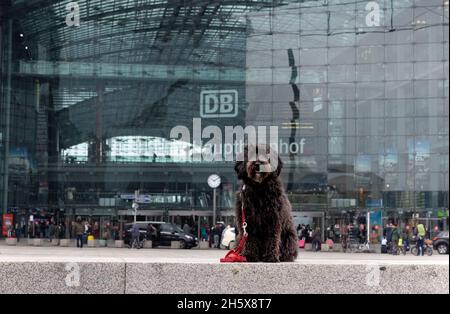 cute black labradoodle dog sitting in front of the main train station in Berlin. Stock Photo