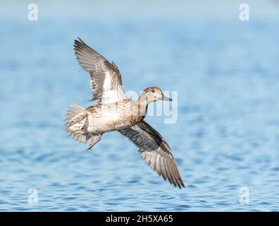 Female Green-winged Teal in flight, Charleston Slough, Mountain View, California, USA Stock Photo