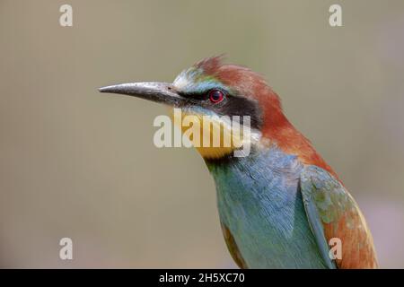 Small bee eater with colorful plumage sitting on tree branch in natural habitat Stock Photo