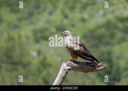 Side view of diurnal raptor Milvus milvus bird sitting on tree branch in natural habitat Stock Photo