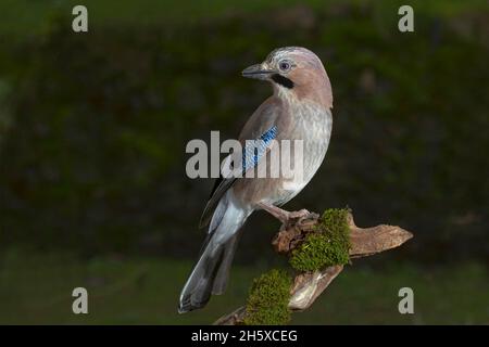 Graceful small Eurasian jay passerine bird with pinkish brown body plumage and blue patch on wing sitting on tree and observing environment on sunny d Stock Photo
