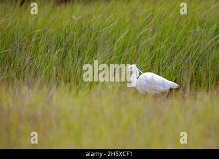 Side view of white Egretta garzetta heron walking in pond water covered with tall green grass on sunny day in nature Stock Photo