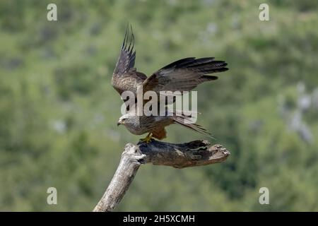 Side view of diurnal raptor Milvus milvus bird sitting on tree branch in natural habitat Stock Photo