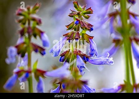 Lyreleaf sage (Salvia lyrata) grows wild in a field, March 28, 2011, in Mobile, Alabama. Lyreleaf sage is also known as wild sage or cancerweed. Stock Photo