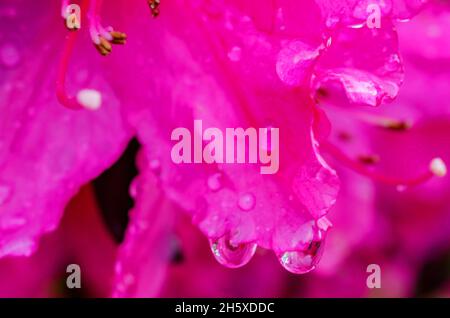 Southern Indian azaleas (Rhododendron indicum) are dotted with water droplets, April 8, 2014, in Mobile, Alabama. Stock Photo