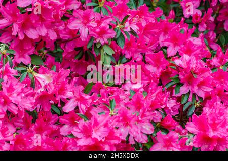 Southern Indian azaleas (Rhododendron indicum) bloom, April 8, 2014, in Mobile, Alabama. Stock Photo