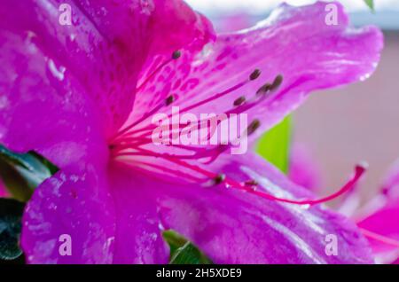 Southern Indian azaleas (Rhododendron indicum) are dotted with water droplets, April 8, 2014, in Mobile, Alabama. Stock Photo