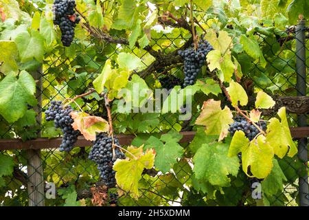 Metal grid fence covered with branches of lush grape tree growing in vineyard in agricultural plantation Stock Photo