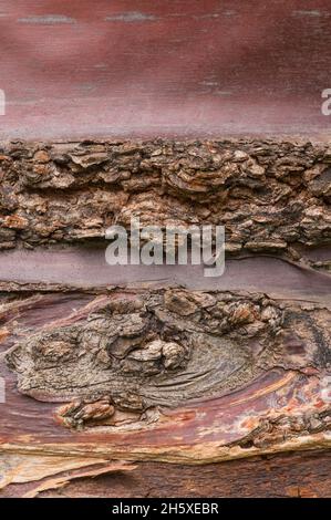 Close up of the contrasting textures in the bark of a Birch Bark cherry tree (Prunus serrula). Stock Photo