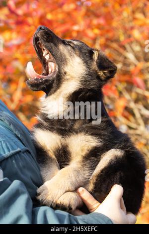 Incredibly adorable small puppy yawning on an autumn evening. Stock Photo