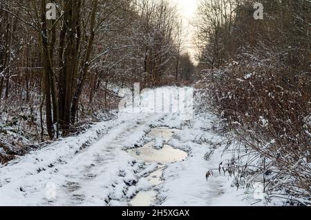 Spring in the park. Snow on the forest trail. Early spring in the woods