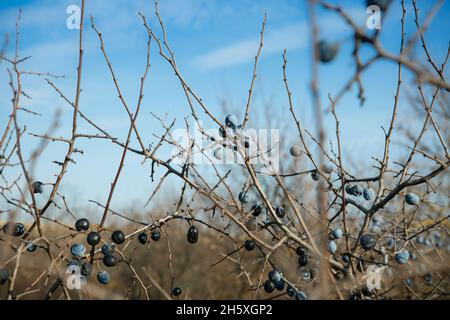 Blue blackthorn berries ripen on the bushes. Late fall. Stock Photo