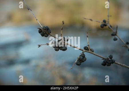 Blue blackthorn berries ripen on the bushes. Late fall. Blackthorn branches against the background of the steppe waterfall. Stock Photo