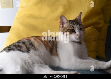 cat sitting on the sofa, flahslight Stock Photo