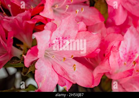 Southern Indian azaleas (Rhododendron indicum) are dotted with water droplets, April 8, 2014, in Mobile, Alabama. Stock Photo