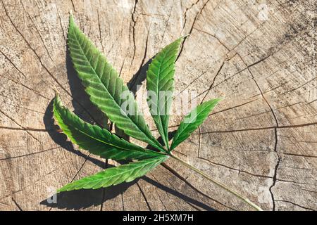 One leaf of cannabis, marijuana on a wooden structured background. Growing medicinal hemp. Stock Photo