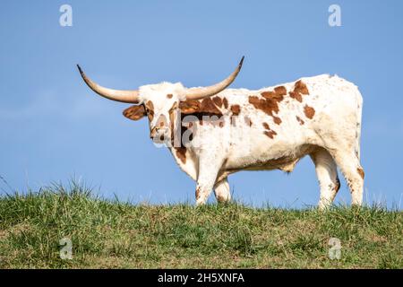Texas longhorn cow stands grazing on green grassy hill. Photograph shot from low perspective Stock Photo