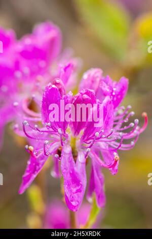 Rhodora flowers (Rhododendron canadense), Hwy 470 near Rose Blanche, Newfoundland and Labrador NL, Canada Stock Photo