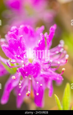 Rhodora flowers (Rhododendron canadense), Hwy 470 near Rose Blanche, Newfoundland and Labrador NL, Canada Stock Photo