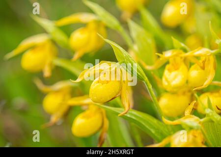 Yellow lady's slipper (Cypripedium calceolus), Lower Cove, Newfoundland and Labrador NL, Canada Stock Photo