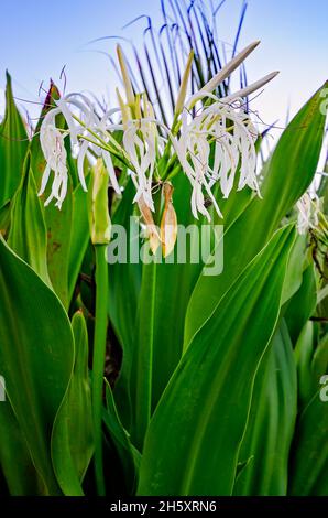 Poison bulb (Crinum asiaticum) blooms, April 14, 2015, in Mobile, Alabama. The plant is also known as poison bulb, giant crinum lily, and spider lily.