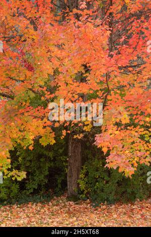 Red Maple (Acer rubrum) autumn leaves, Oregon, November Stock Photo