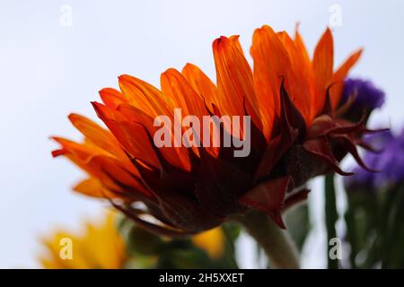 Interesting perspective of a sunflower against the overcast autumn sky Stock Photo