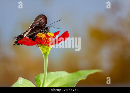A brown butterfly perched on a red zinnia flower, has a background of dry grass and warm sunlight, copy space