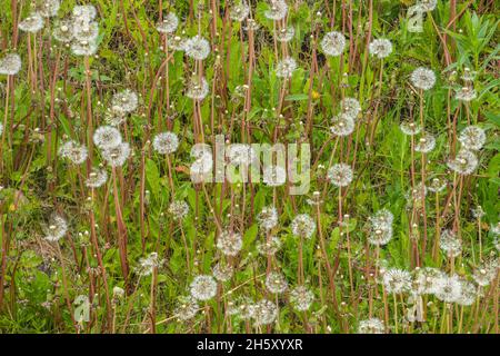 Dandelions (Taraxacum officinale) gone to seed, Sheaves Cove, Newfoundland and Labrador NL, Canada Stock Photo