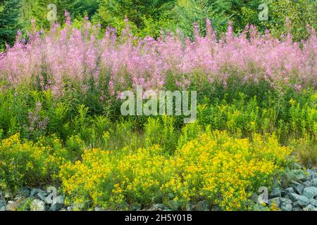 Fireweed (Chamaenerion angustifolium) gone to seed and flowering goldenrod (Solidago canadensis) in late summer, Greater Sudbury, Ontario, Canada Stock Photo