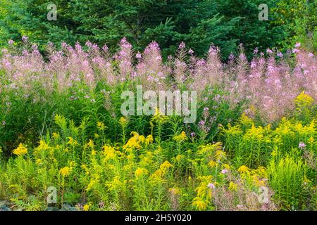 Fireweed (Chamaenerion angustifolium) gone to seed and flowering goldenrod (Solidago canadensis) in late summer, Greater Sudbury, Ontario, Canada Stock Photo